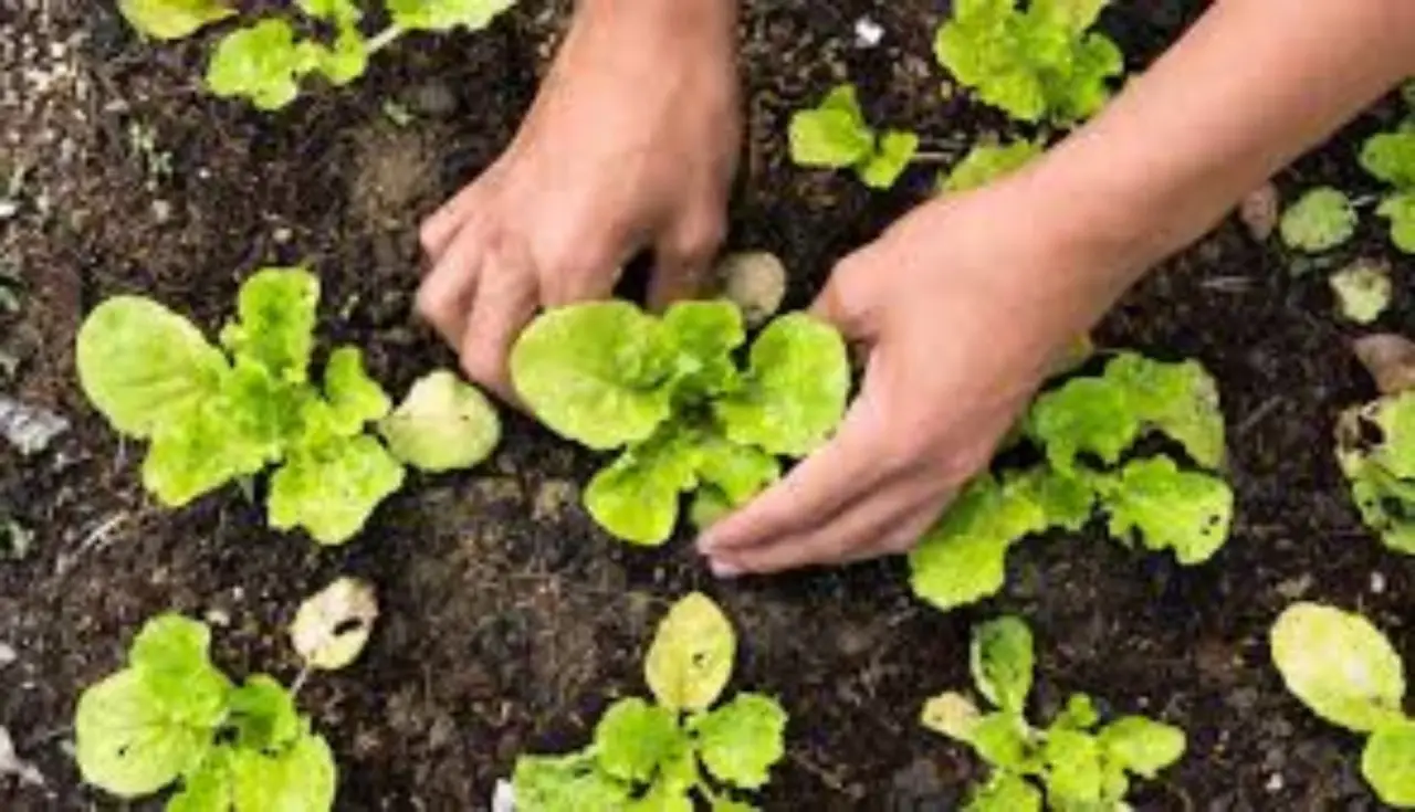 Come preparare il terreno per l’orto estivo Immagine selezionata