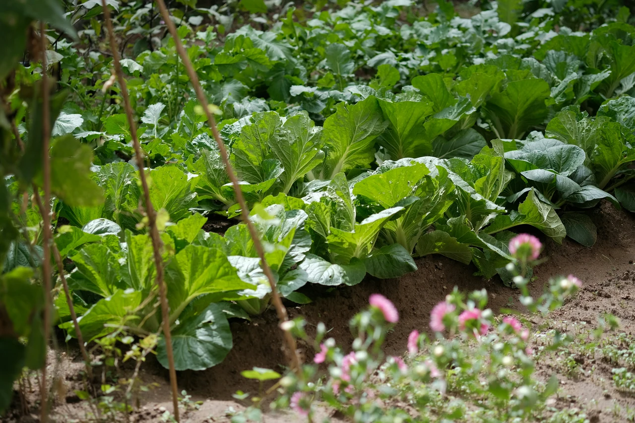 Come preparare il terreno per l’orto estivo Immagine selezionata