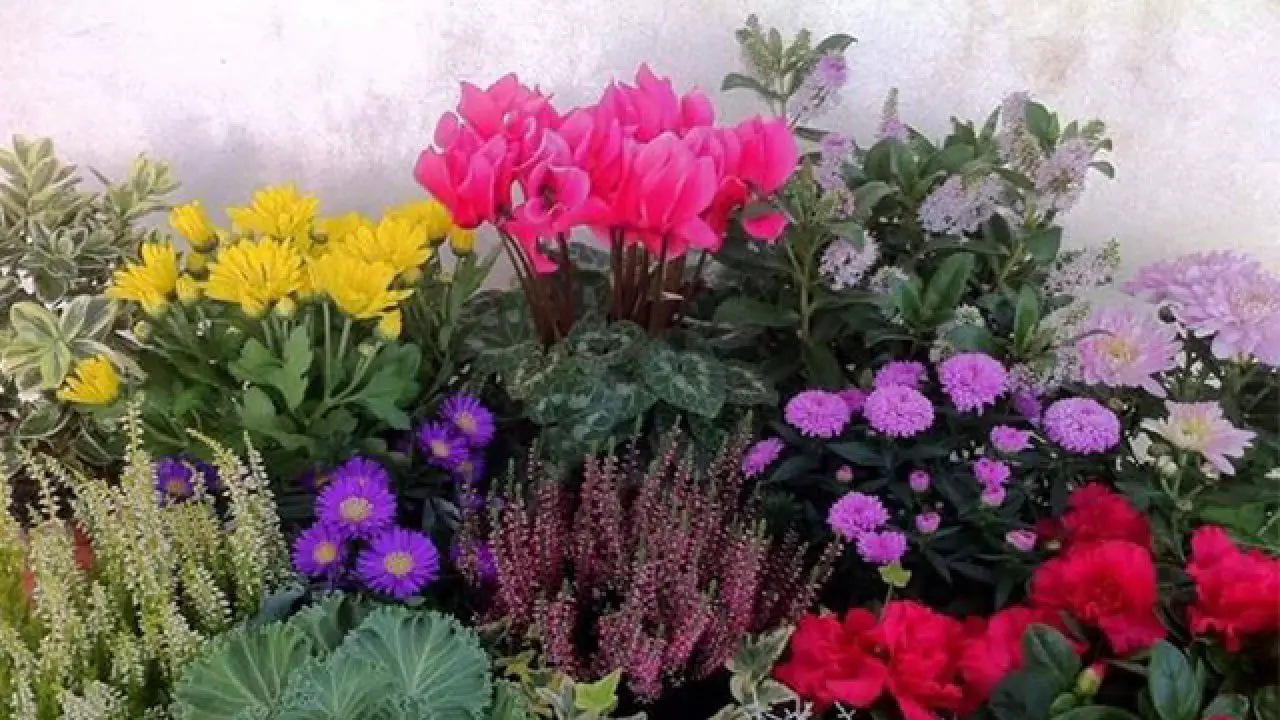 Allarme sulle piante da giardino ecco quali potrebbero essere vietate Allarme sulle piante da giardino ecco quali potrebbero essere vietate