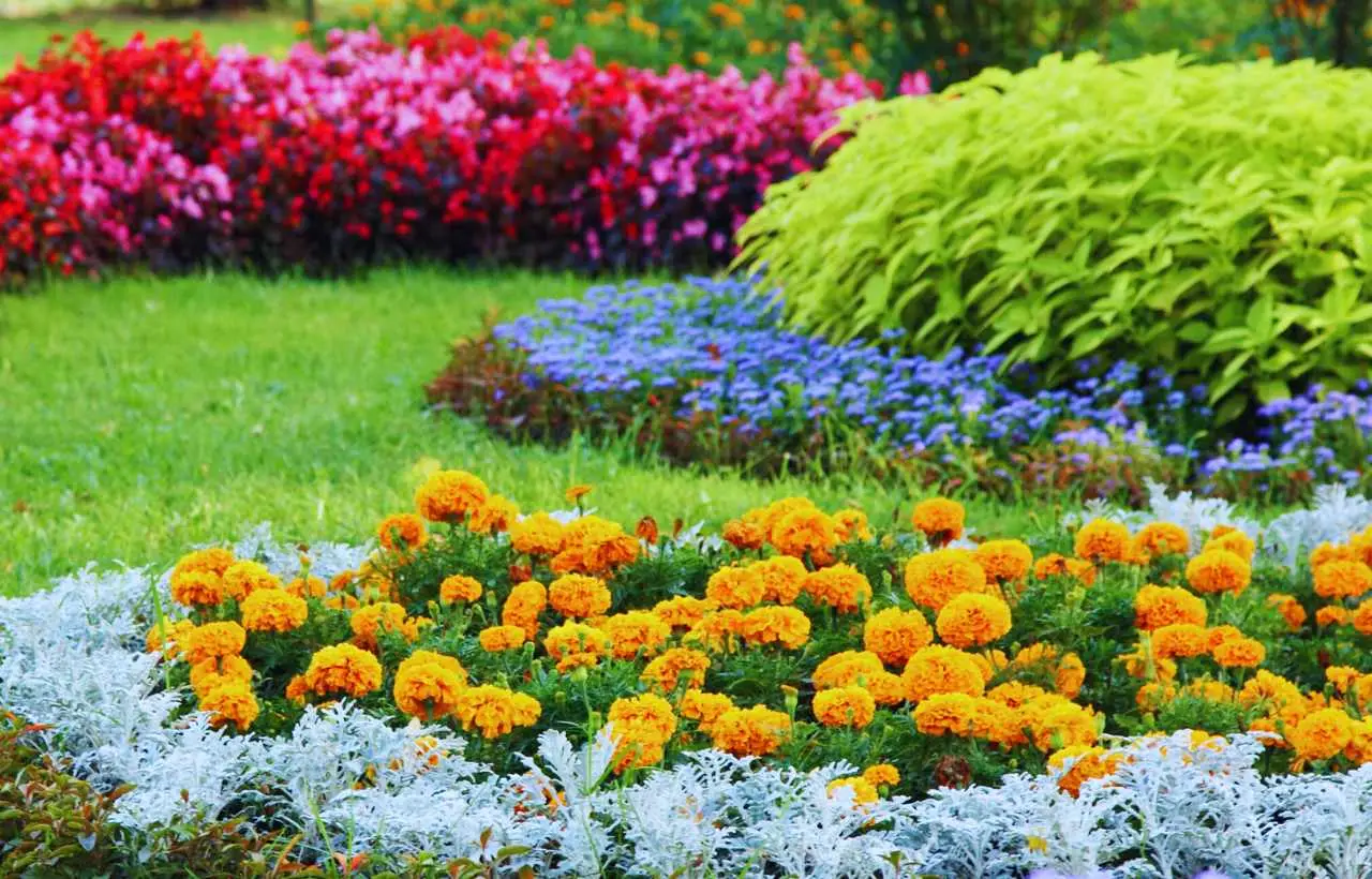 Allarme sulle piante da giardino ecco quali potrebbero essere vietate Immagine selezionata
