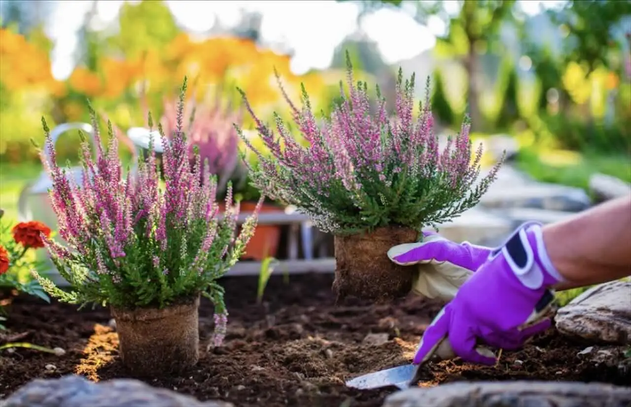 Allarme sulle piante da giardino ecco quali potrebbero essere vietate Immagine selezionata