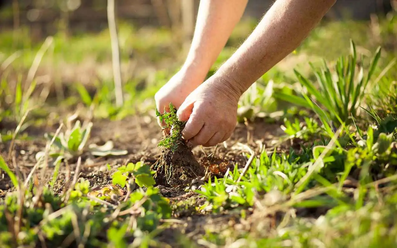 Come eliminare le erbacce tra i sassi il metodo segreto dei giardinieri professionisti