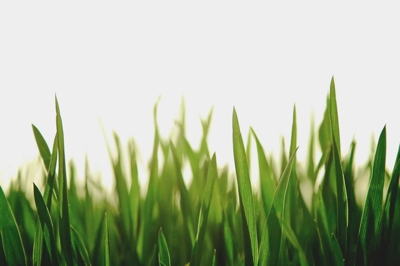 Come eliminare le erbacce tra i sassi il metodo segreto dei giardinieri professionisti Immagine selezionata