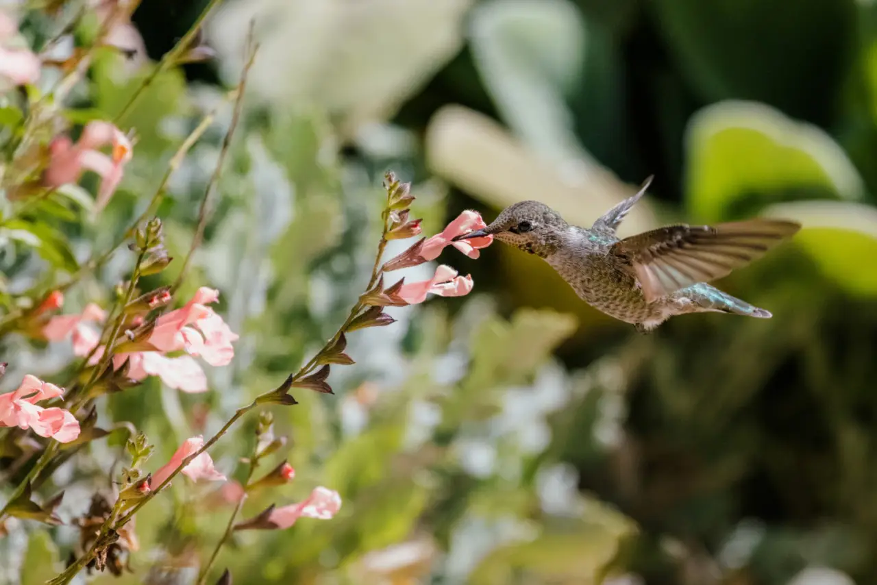 Ecco il trucco geniale per attirare uccelli in giardino senza litigi: la soluzione che nessuno ti aveva mai svelato!