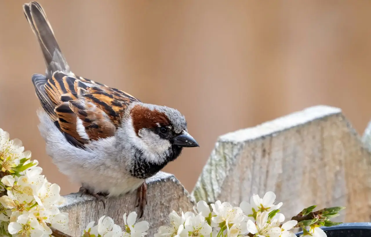 Ecco il trucco geniale per attirare uccelli in giardino senza litigi: la soluzione che nessuno ti aveva mai svelato! Immagine selezionata