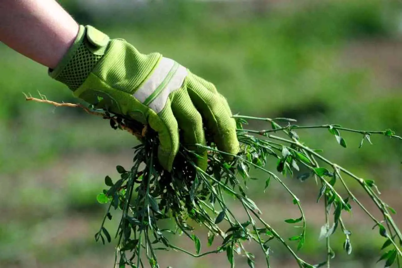 Come eliminare la gramigna e ottenere un prato impeccabile in primavera Immagine selezionata
