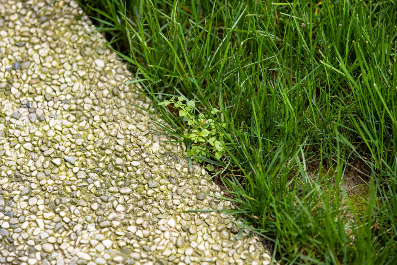 Come eliminare la gramigna e ottenere un prato impeccabile in primavera Immagine selezionata