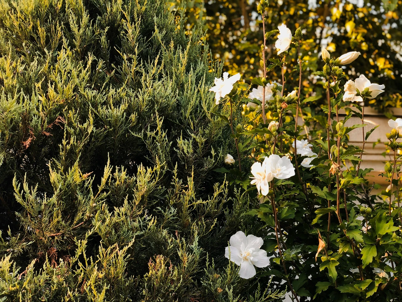 Come trasformare il giardino con piccoli budget, i suggerimenti dell’esperto che fanno la differenza Immagine selezionata