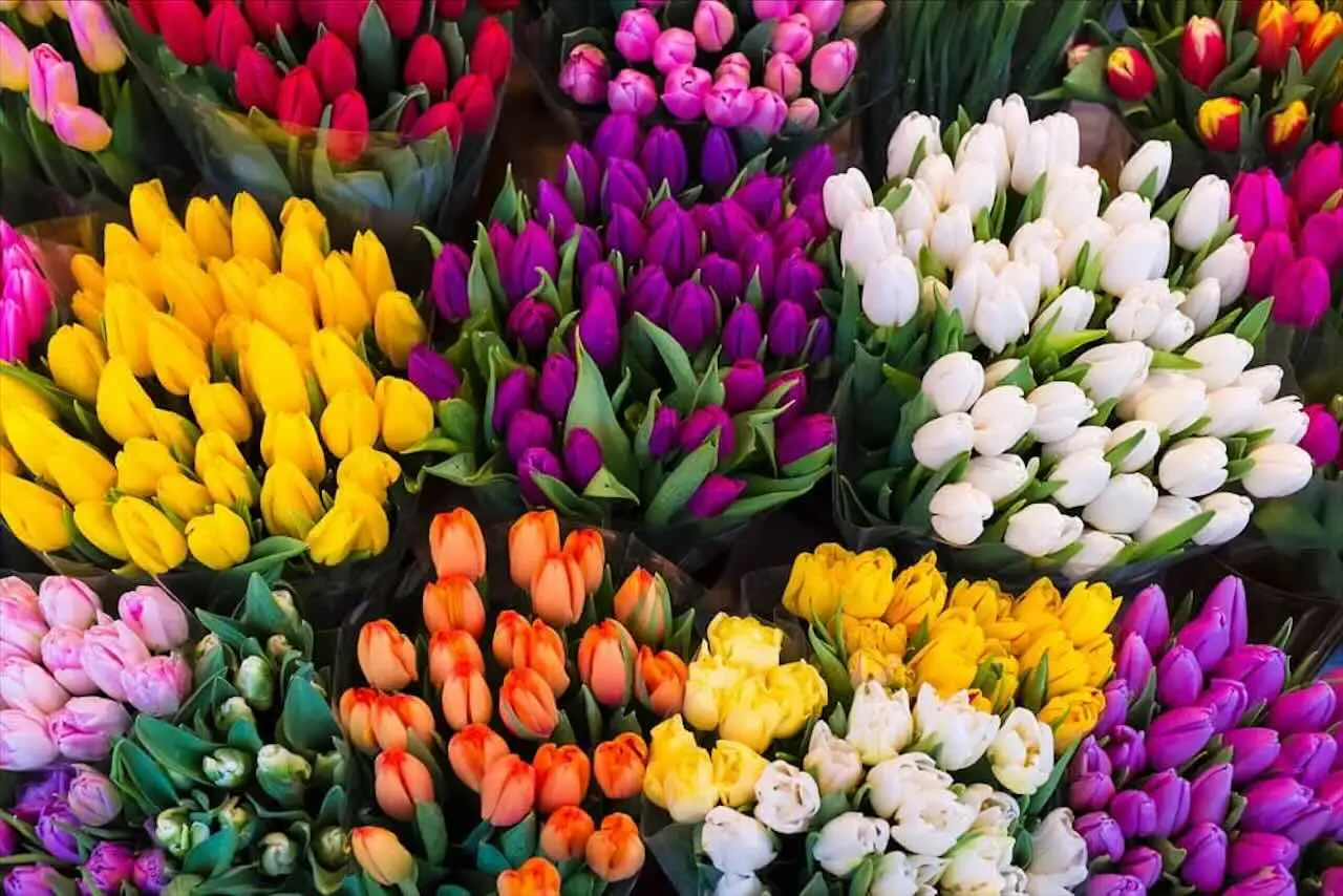 Come trasformare il giardino con piccoli budget, i suggerimenti dell’esperto che fanno la differenza Come trasformare il giardino con piccoli budget, i suggerimenti dell’esperto che fanno la differenza
