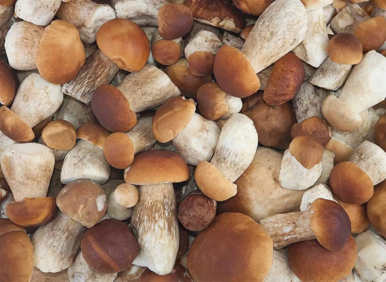 Annata eccezionale per le morette, stagione d’oro per i cercatori di funghi