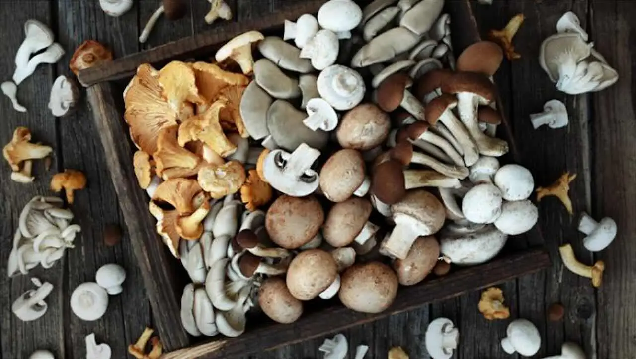 Annata eccezionale per le morette, stagione d’oro per i cercatori di funghi Immagine selezionata
