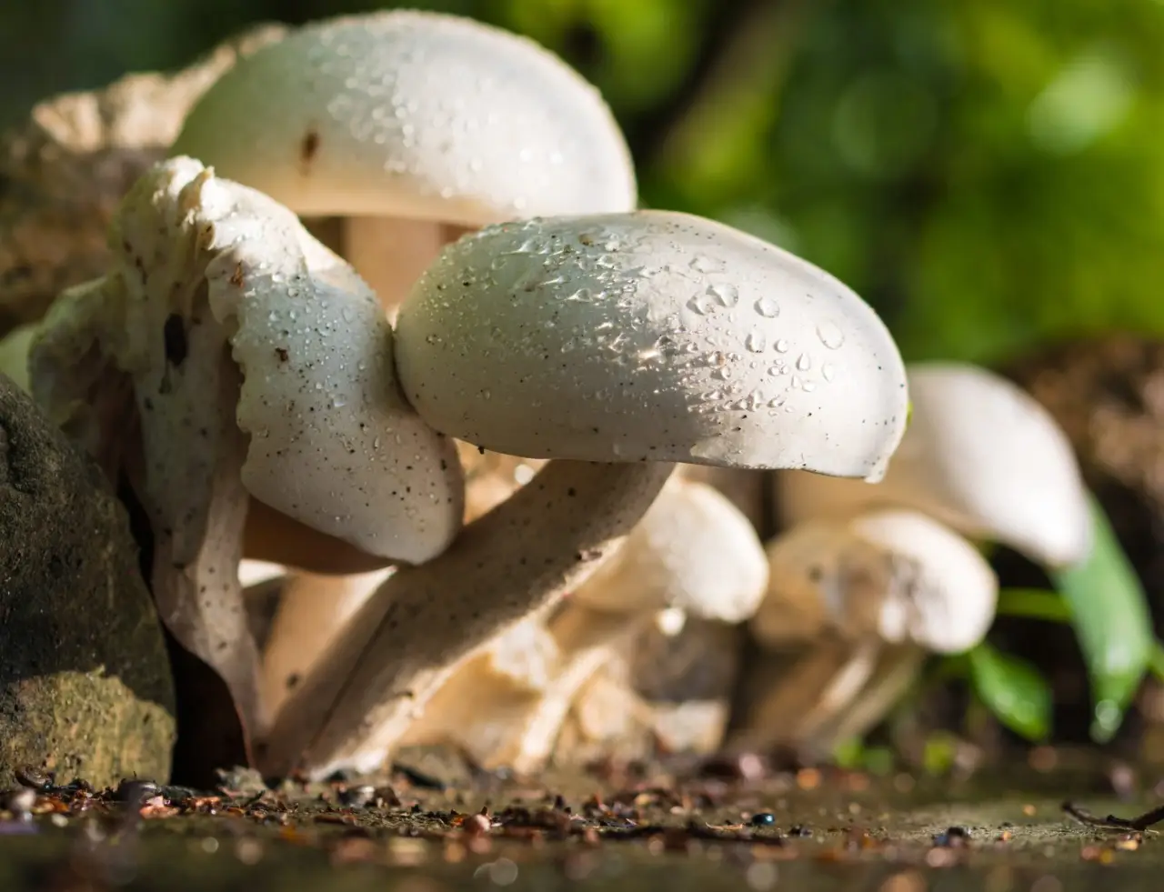Annata eccezionale per le morette, stagione d’oro per i cercatori di funghi Immagine selezionata