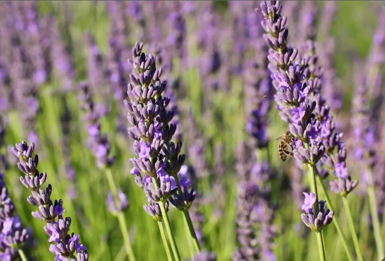 Invasione di topi e ratti in casa e giardino: ecco come allontanarli con metodi efficaci Immagine selezionata
