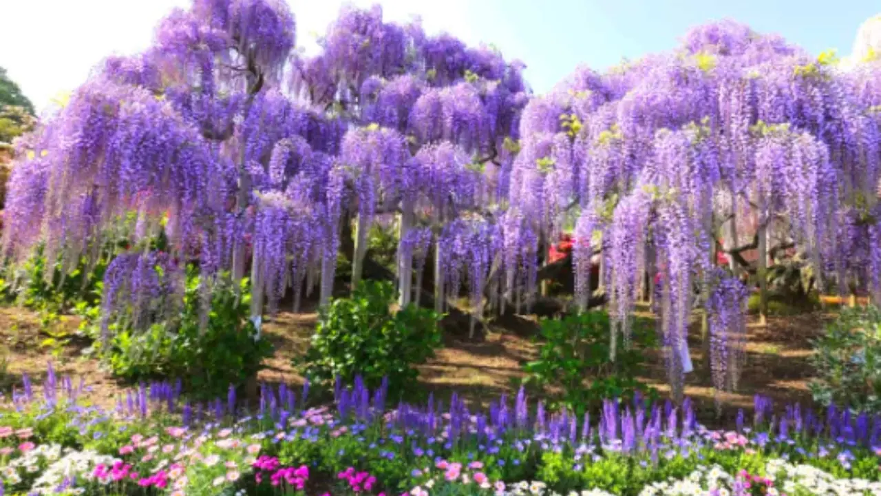Cinque rampicanti facili che rivoluzionano balconi e terrazzi: colore e natura in ogni spazio