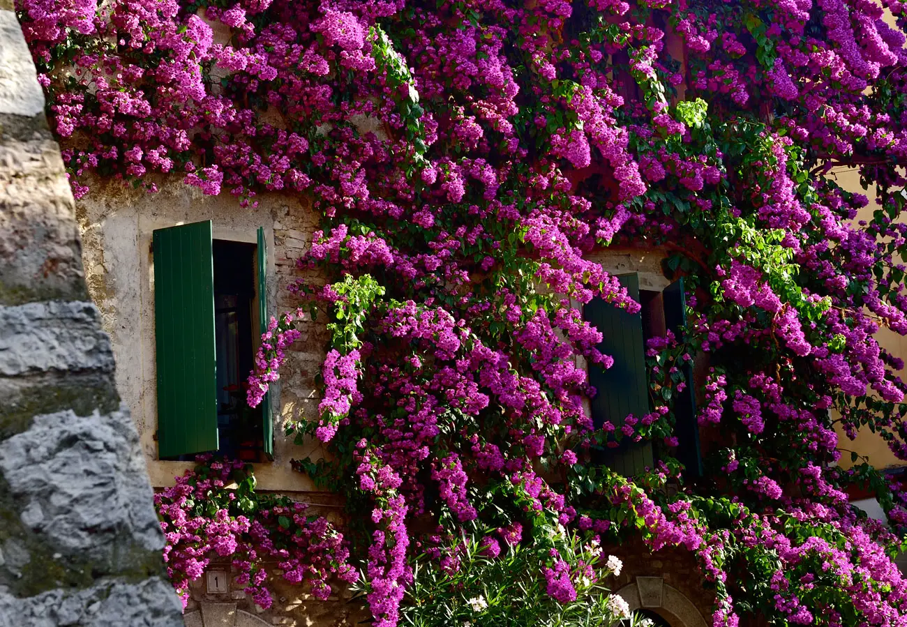 Cinque rampicanti facili che rivoluzionano balconi e terrazzi: colore e natura in ogni spazio Immagine selezionata