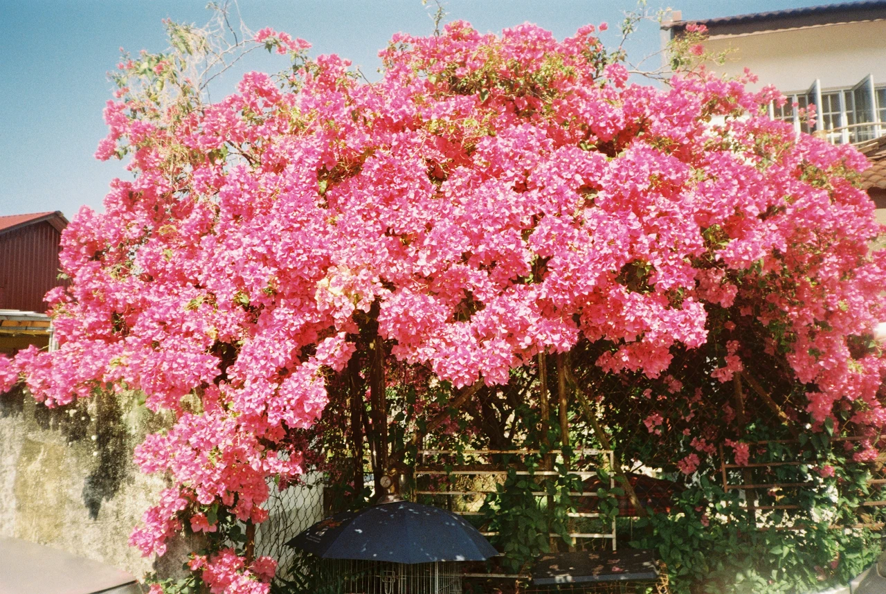 Cinque rampicanti facili che rivoluzionano balconi e terrazzi: colore e natura in ogni spazio Immagine selezionata