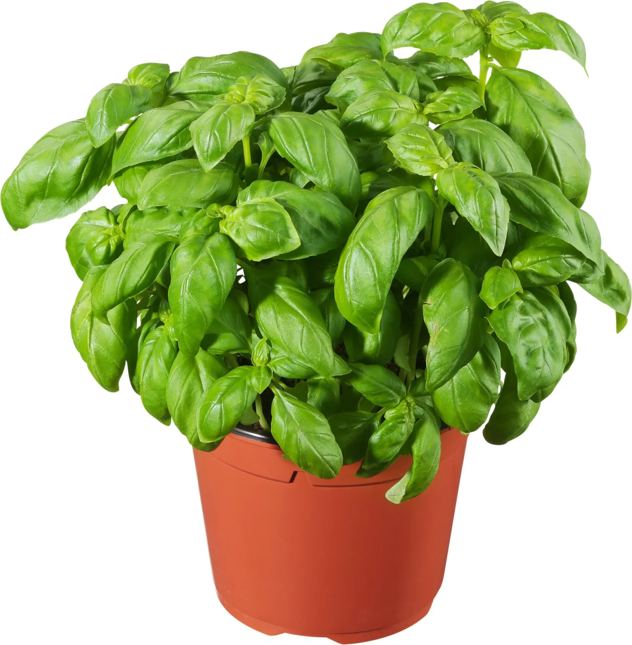 Come coltivare un basilico rigoglioso in vaso: 3 consigli per ottenere foglie profumate e abbondanti Immagine selezionata