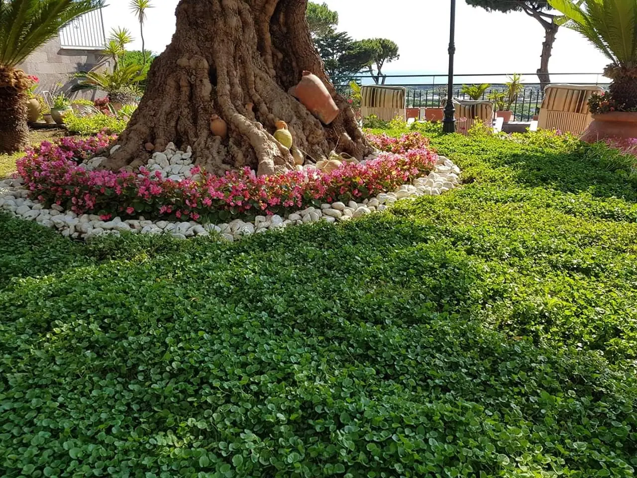 Attira i ricci nel tuo giardino con questa pianta magica: ecco il trucco green dell’anno