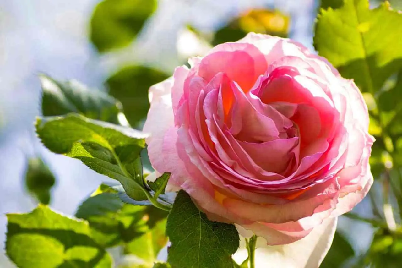 Come rigenerare una rosa inglese in difficoltà Immagine selezionata