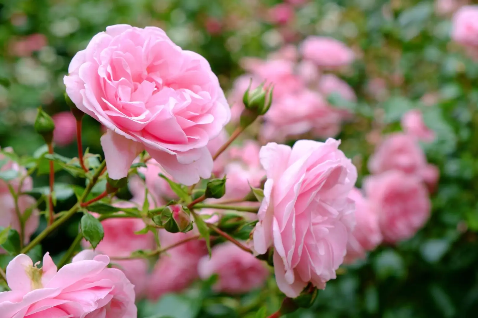 Come rigenerare una rosa inglese in difficoltà Immagine selezionata