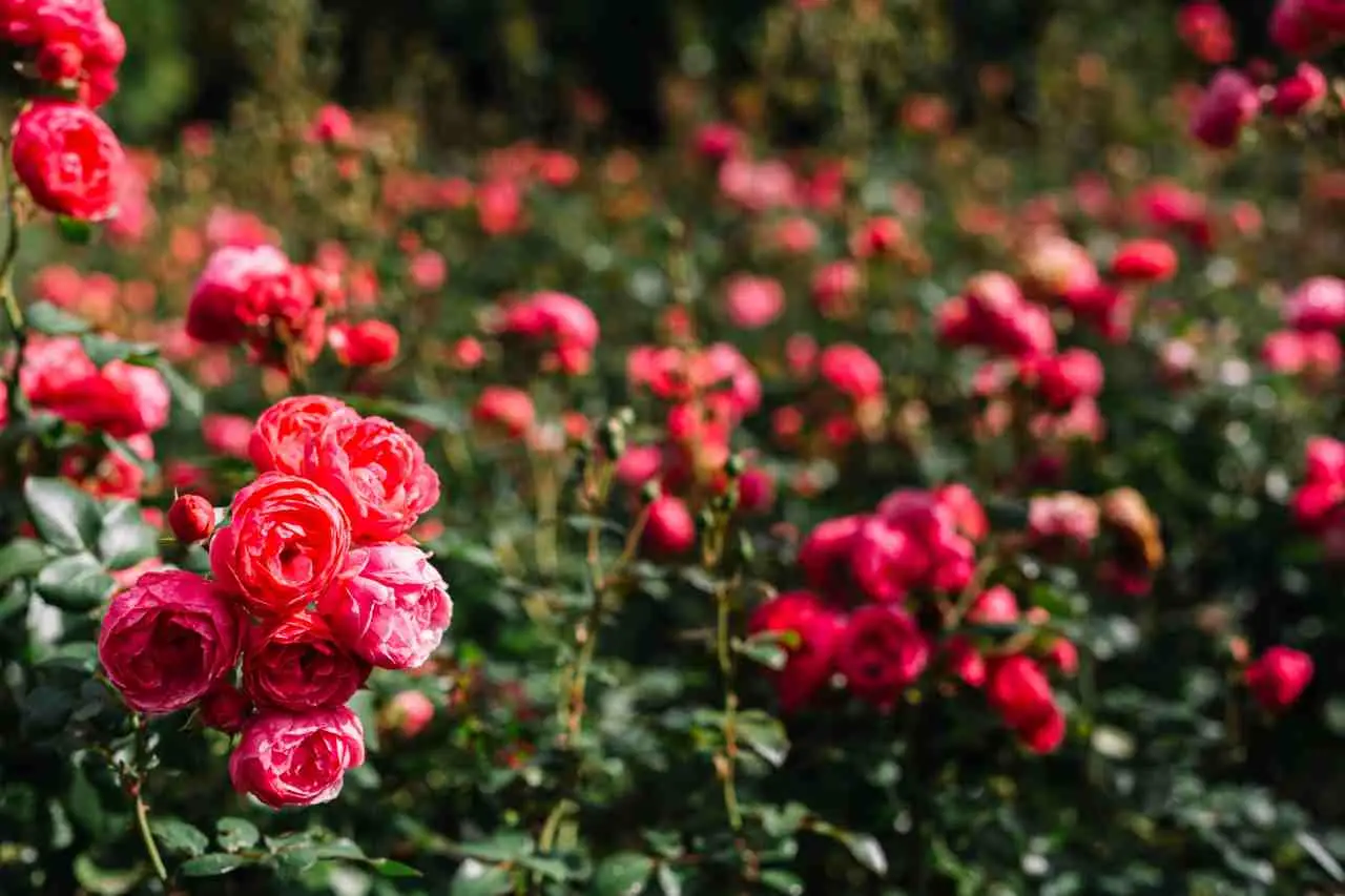 Come rigenerare una rosa inglese in difficoltà Immagine selezionata