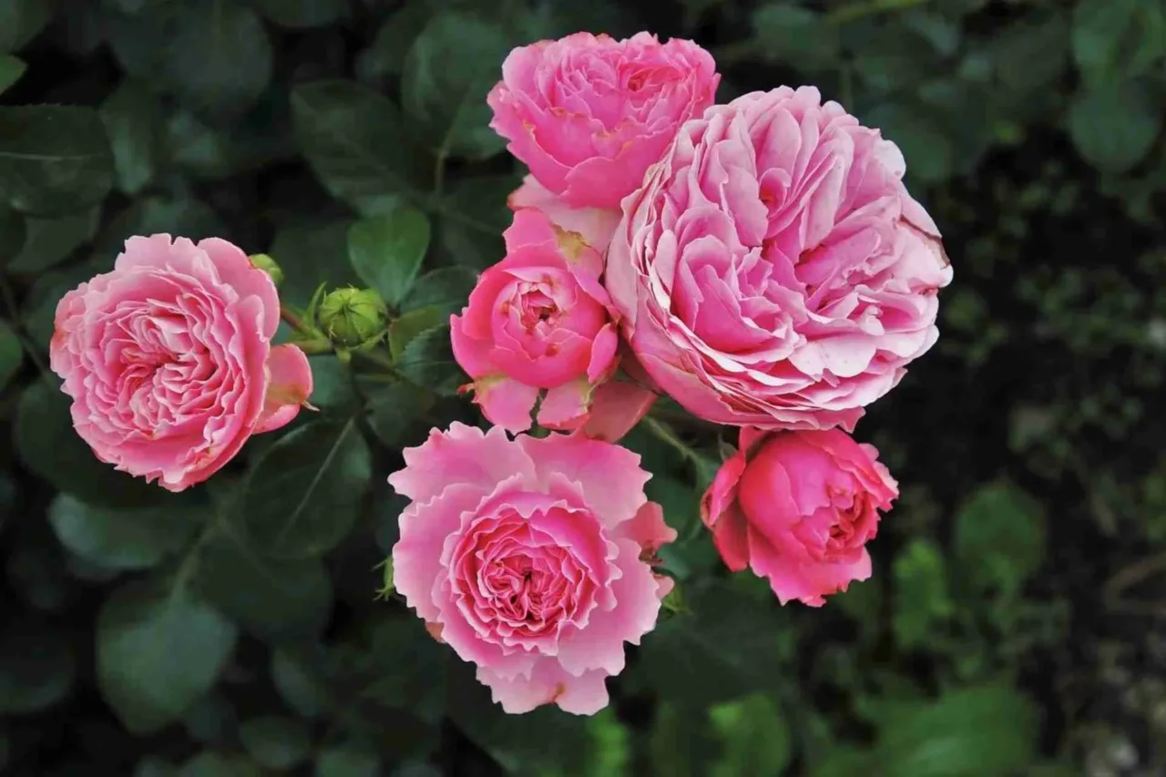 Come rigenerare una rosa inglese in difficoltà Immagine selezionata