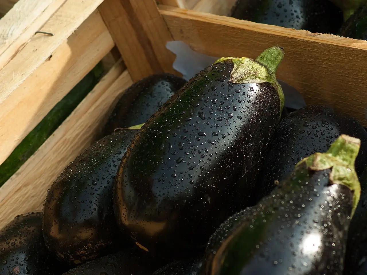 Melanzane: tutti i metodi naturali per difenderle dai parassiti Melanzane: tutti i metodi naturali per difenderle dai parassiti
