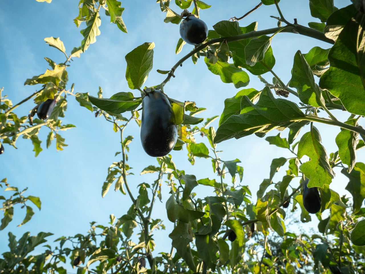 Melanzane: tutti i metodi naturali per difenderle dai parassiti Immagine selezionata