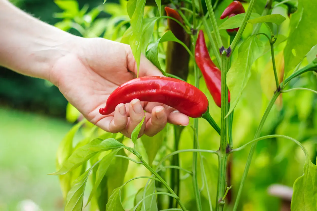 Pianta il peperoncino in questo periodo e avrai un raccolto più abbondante Immagine selezionata