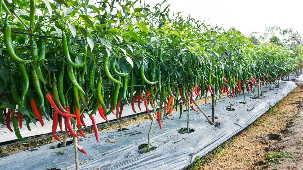 Pianta il peperoncino in questo periodo e avrai un raccolto più abbondante Immagine selezionata