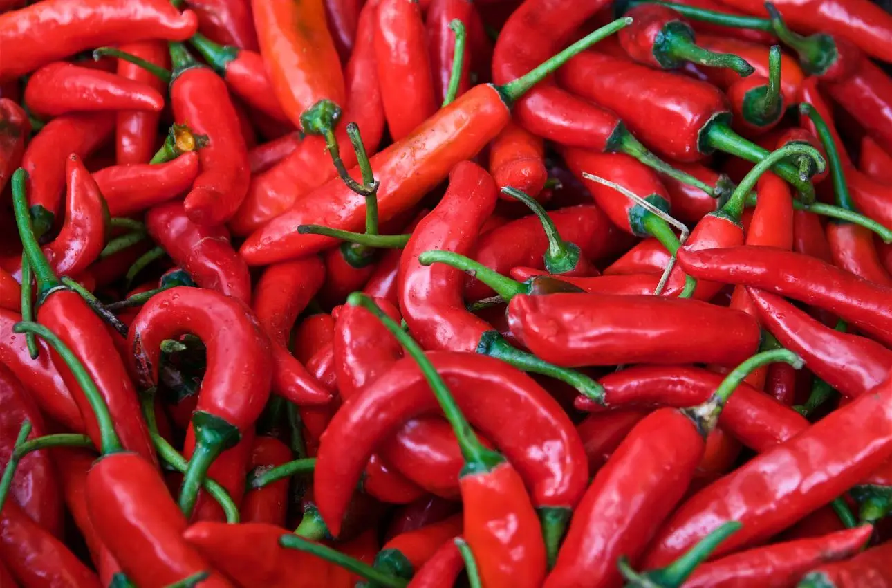Pianta il peperoncino in questo periodo e avrai un raccolto più abbondante Immagine selezionata