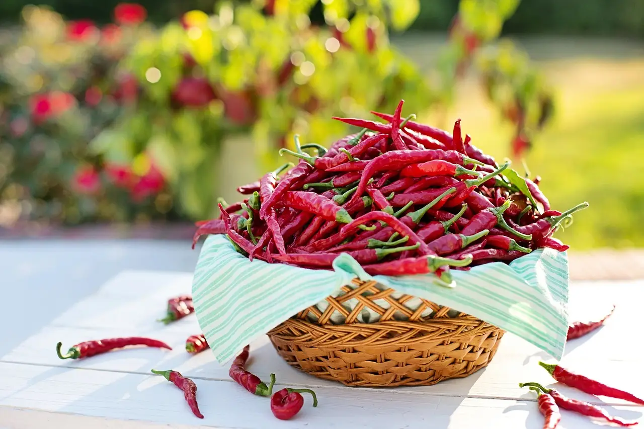 Pianta il peperoncino in questo periodo e avrai un raccolto più abbondante Immagine selezionata
