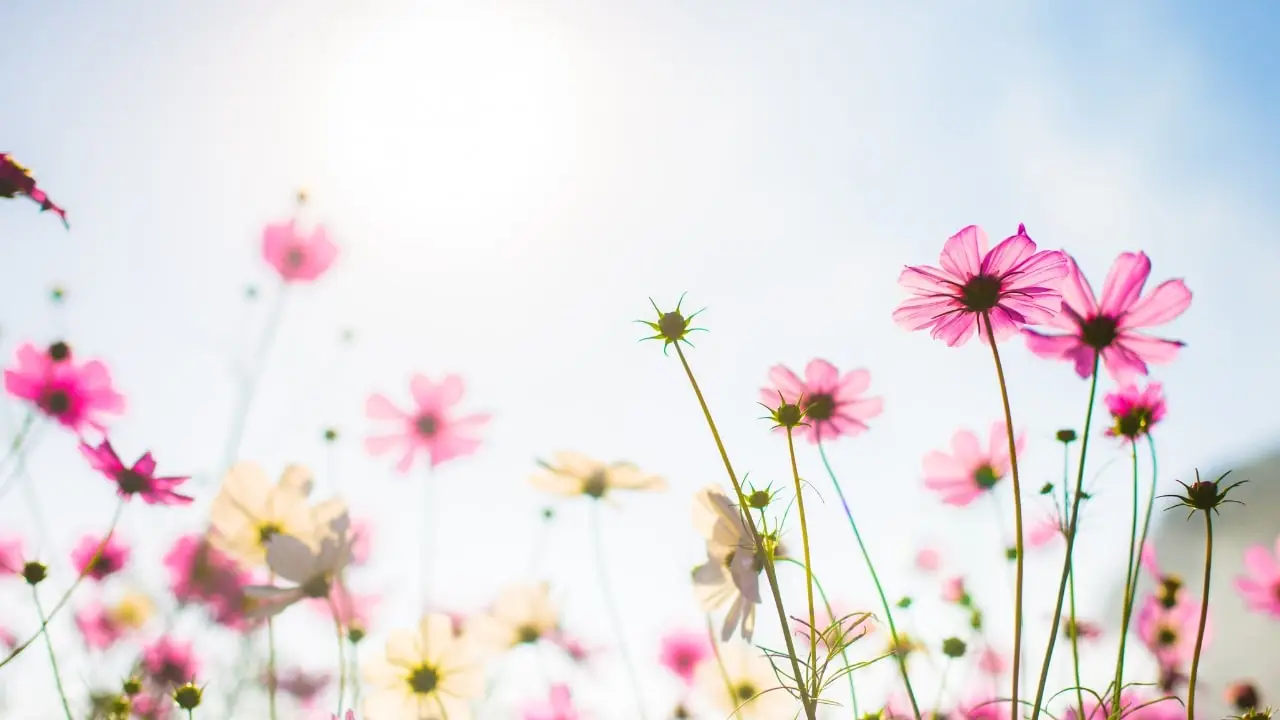 Difendere le piante dal vento: soluzioni fai da te Immagine selezionata