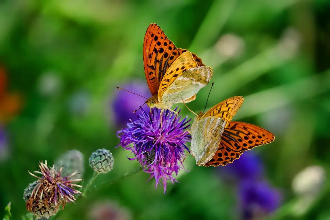 Come attirare le farfalle in giardino: queste le piante migliori da coltivare Immagine selezionata