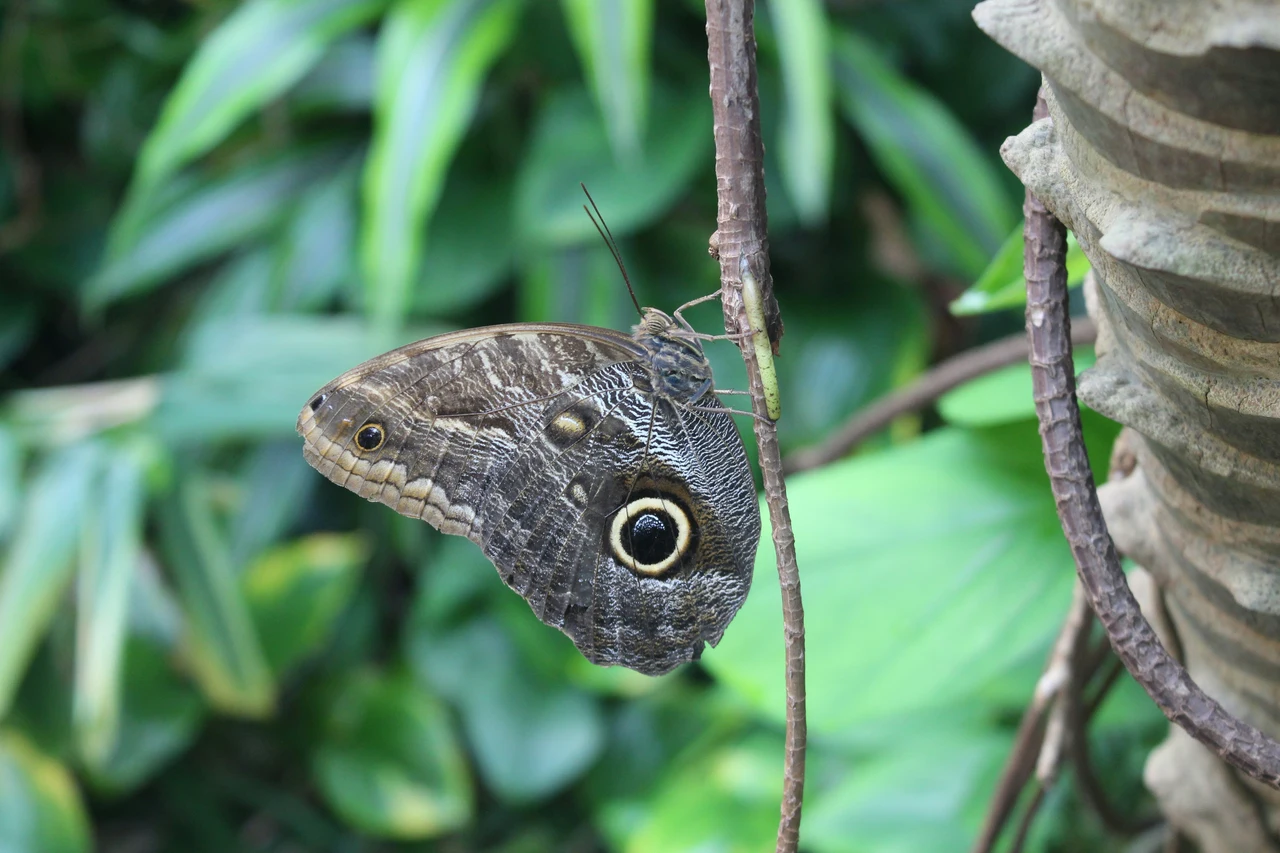 Come attirare le farfalle in giardino: queste le piante migliori da coltivare Immagine selezionata