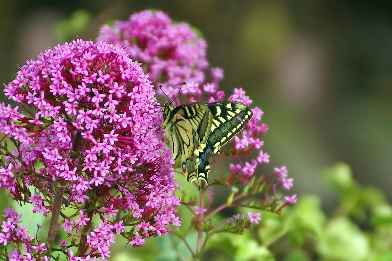 Come attirare le farfalle in giardino: queste le piante migliori da coltivare Immagine selezionata