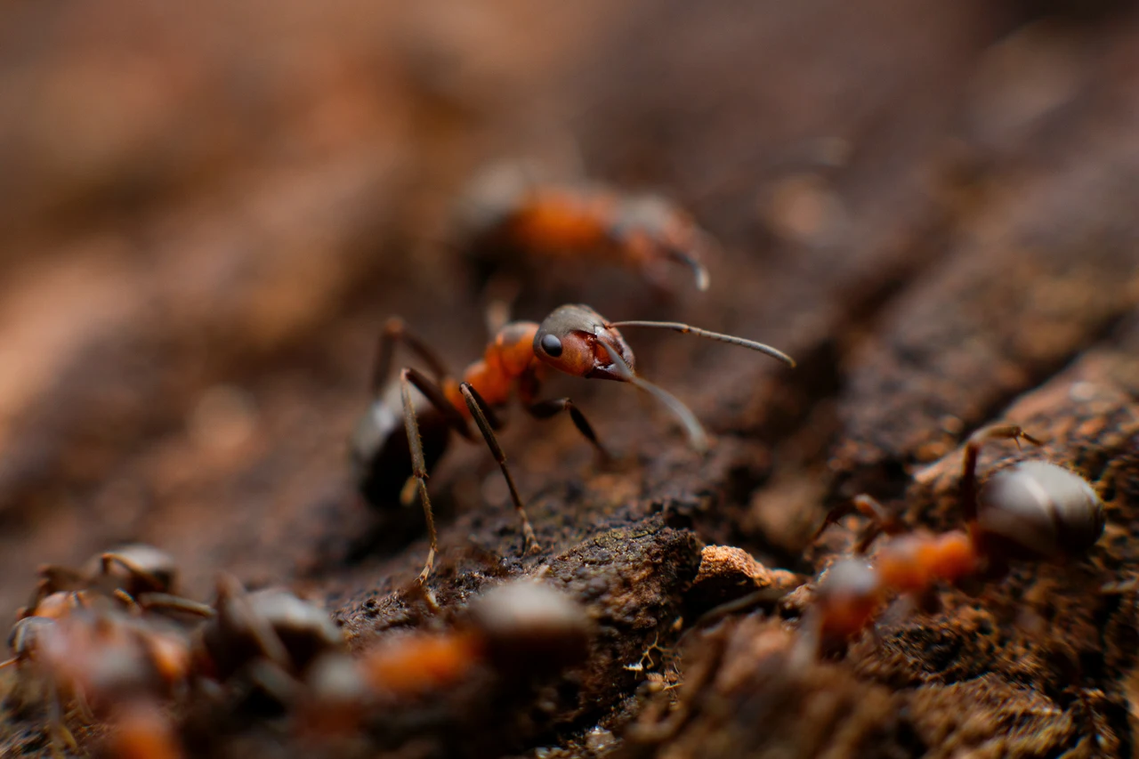 Metodi naturali per allontanare le formiche dall’orto senza ricorrere a sostanze tossiche Metodi naturali per allontanare le formiche dall’orto senza ricorrere a sostanze tossiche