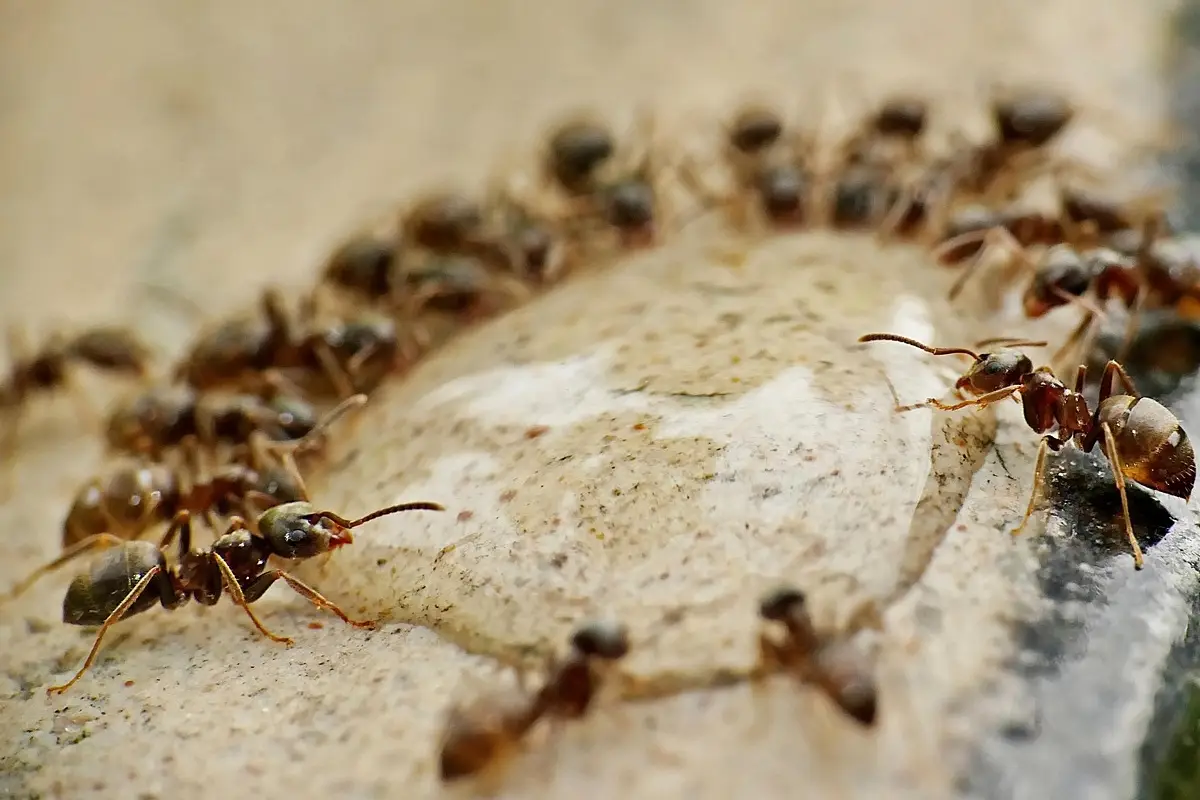 Metodi naturali per allontanare le formiche dall’orto senza ricorrere a sostanze tossiche Metodi naturali per allontanare le formiche dall’orto senza ricorrere a sostanze tossiche