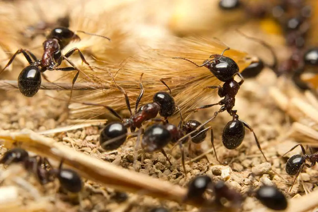 Metodi naturali per allontanare le formiche dall’orto senza ricorrere a sostanze tossiche Metodi naturali per allontanare le formiche dall’orto senza ricorrere a sostanze tossiche
