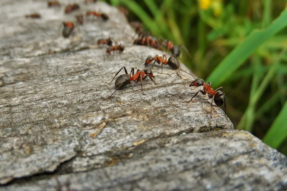 Metodi naturali per allontanare le formiche dall’orto senza ricorrere a sostanze tossiche Metodi naturali per allontanare le formiche dall’orto senza ricorrere a sostanze tossiche