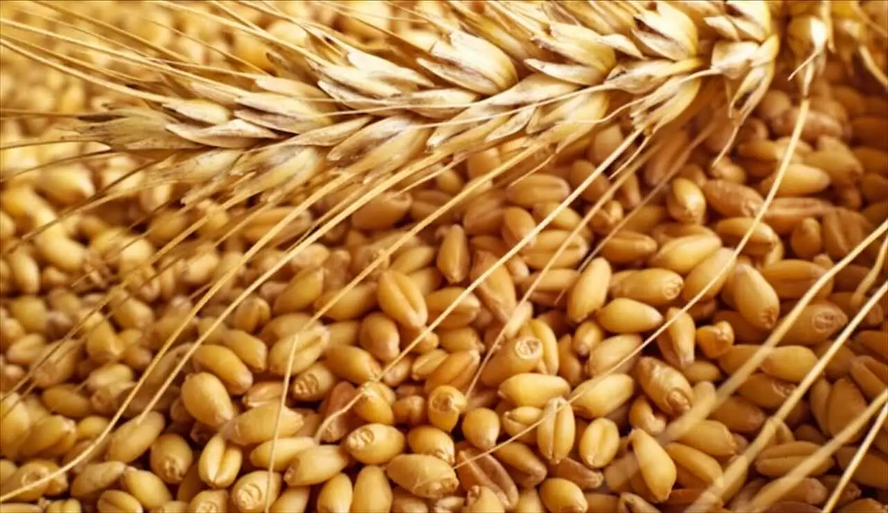 I benefici del grano integrale: come consumarlo per un’energia che dura tutto il giorno I benefici del grano integrale: come consumarlo per un’energia che dura tutto il giorno
