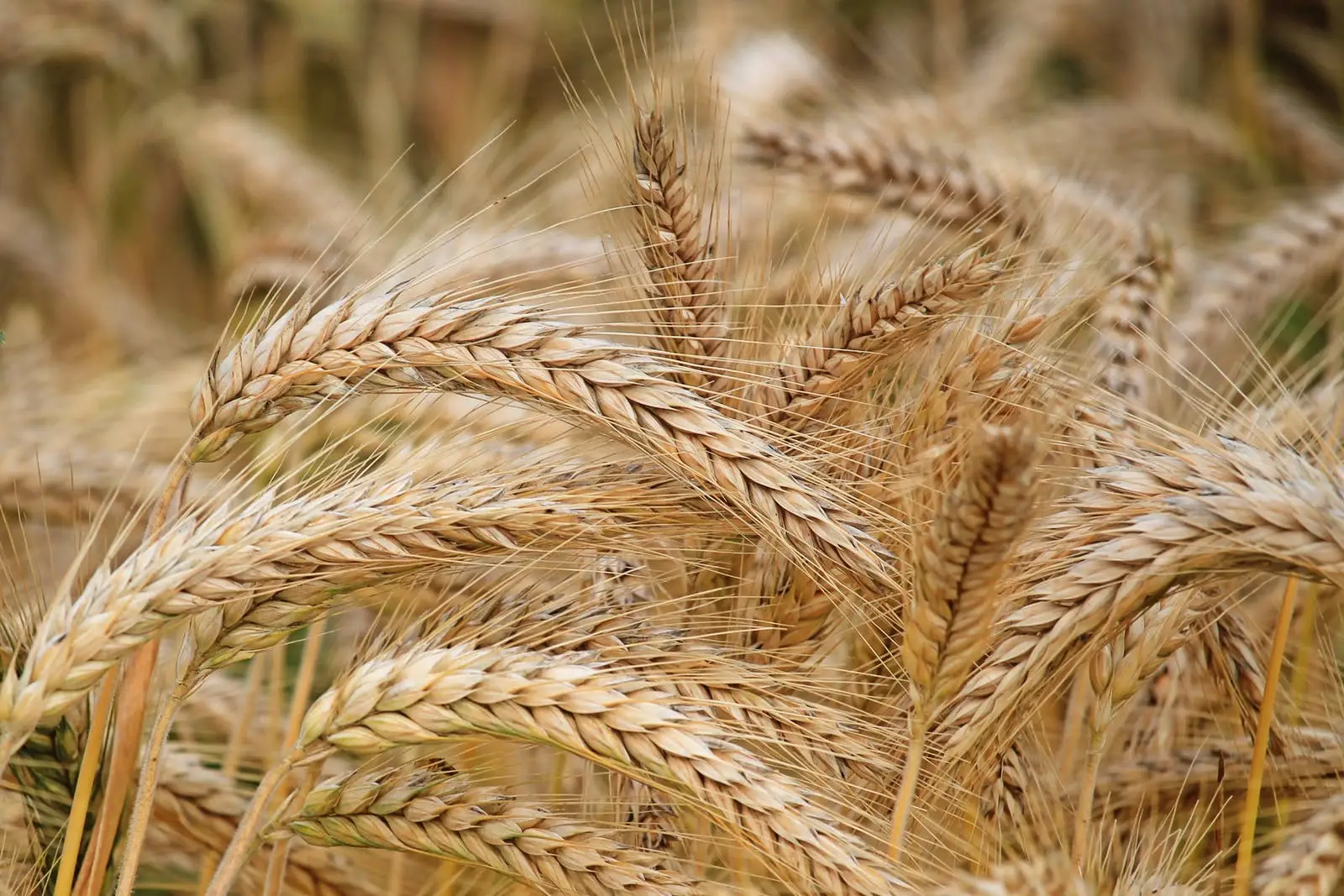 I benefici del grano integrale: come consumarlo per un’energia che dura tutto il giorno I benefici del grano integrale: come consumarlo per un’energia che dura tutto il giorno