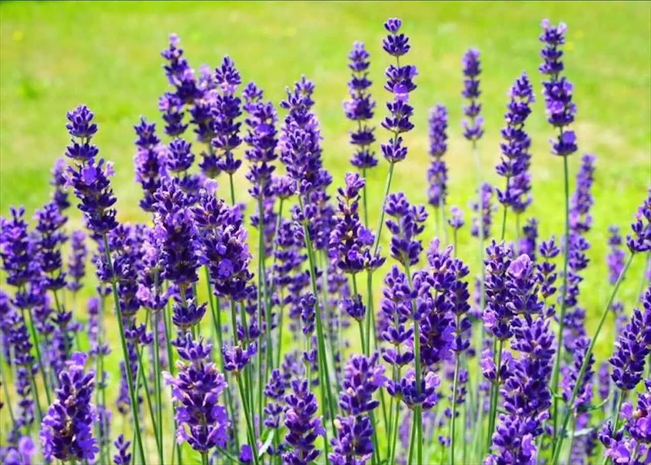 I consigli per potare la lavanda e mantenerla profumata tutto l’anno I consigli per potare la lavanda e mantenerla profumata tutto l’anno