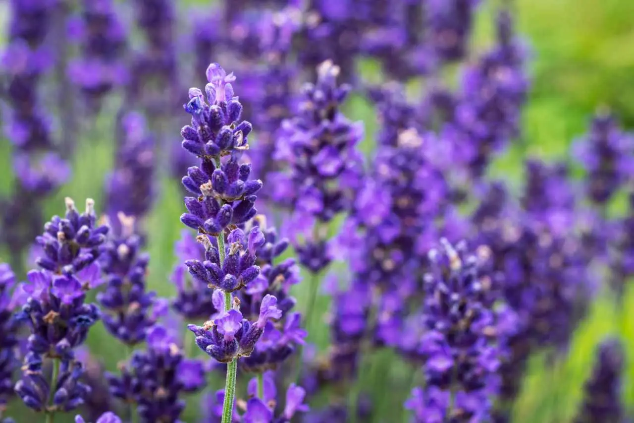 I consigli per potare la lavanda e mantenerla profumata tutto l’anno I consigli per potare la lavanda e mantenerla profumata tutto l’anno