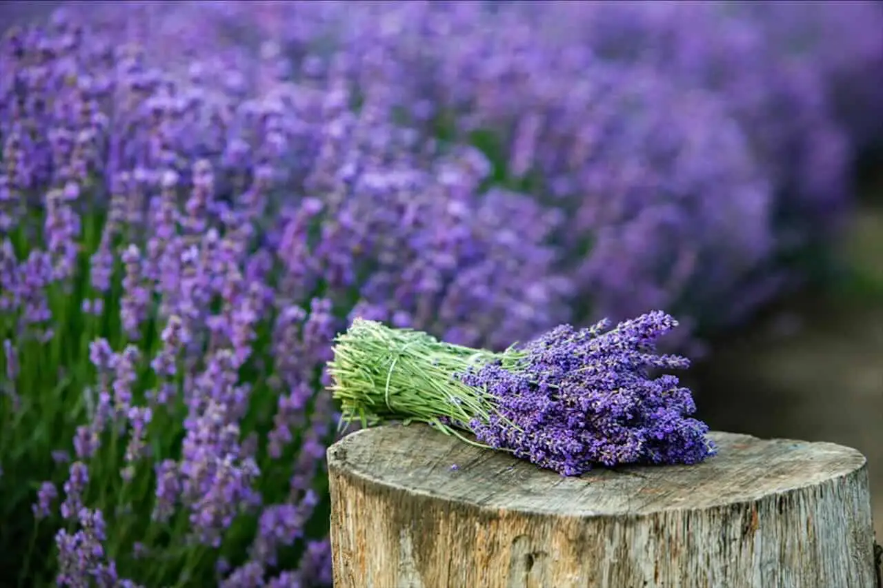I consigli per potare la lavanda e mantenerla profumata tutto l’anno I consigli per potare la lavanda e mantenerla profumata tutto l’anno