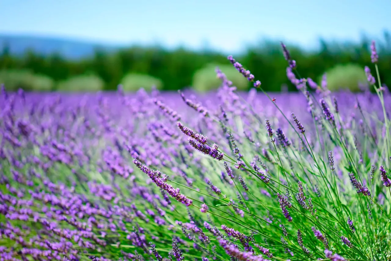 I consigli per potare la lavanda e mantenerla profumata tutto l’anno I consigli per potare la lavanda e mantenerla profumata tutto l’anno
