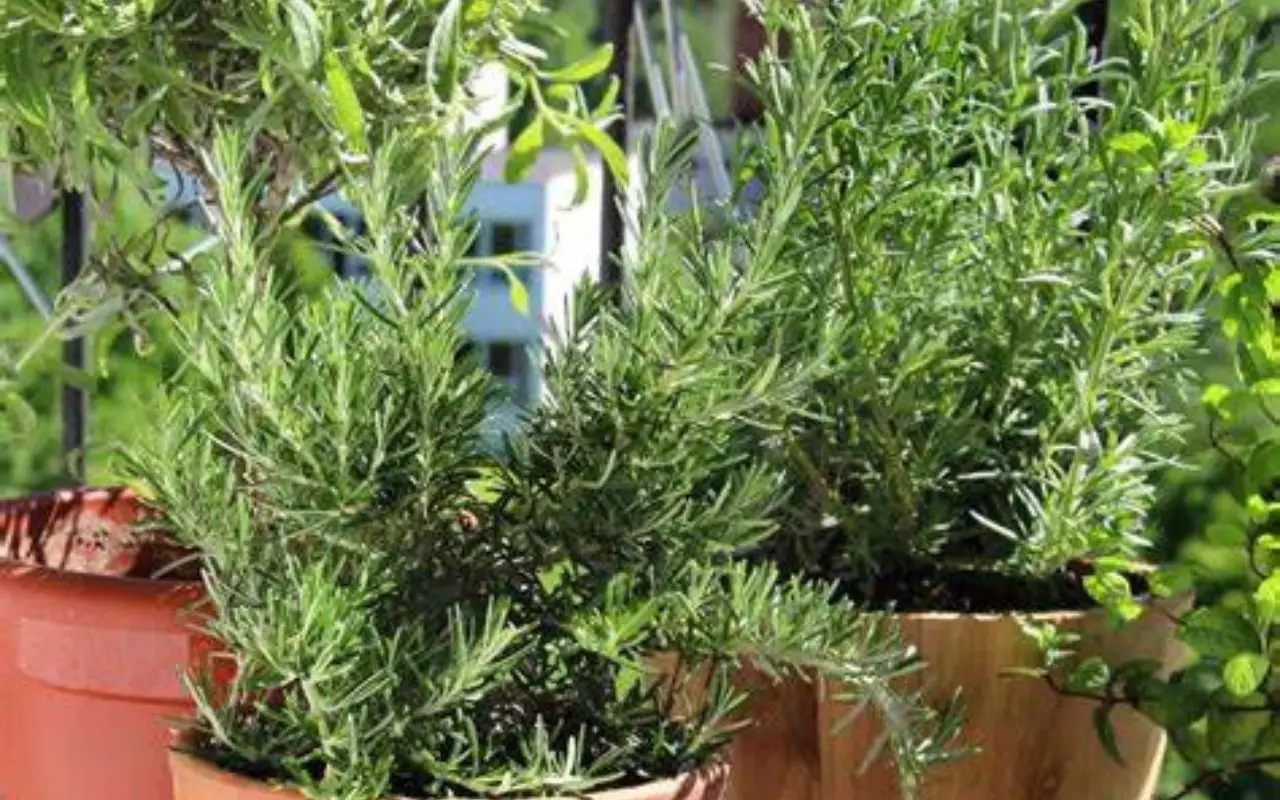 Come scegliere le piante aromatiche ideali per spazi piccoli secondo l'agronoma Come scegliere le piante aromatiche ideali per spazi piccoli secondo l'agronoma