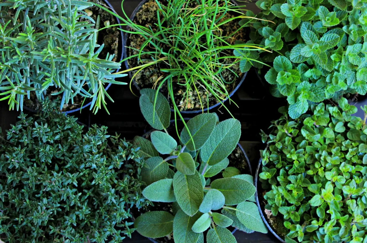 L’errore che rovina le piante aromatiche: lo fanno in molti L’errore che rovina le piante aromatiche: lo fanno in molti