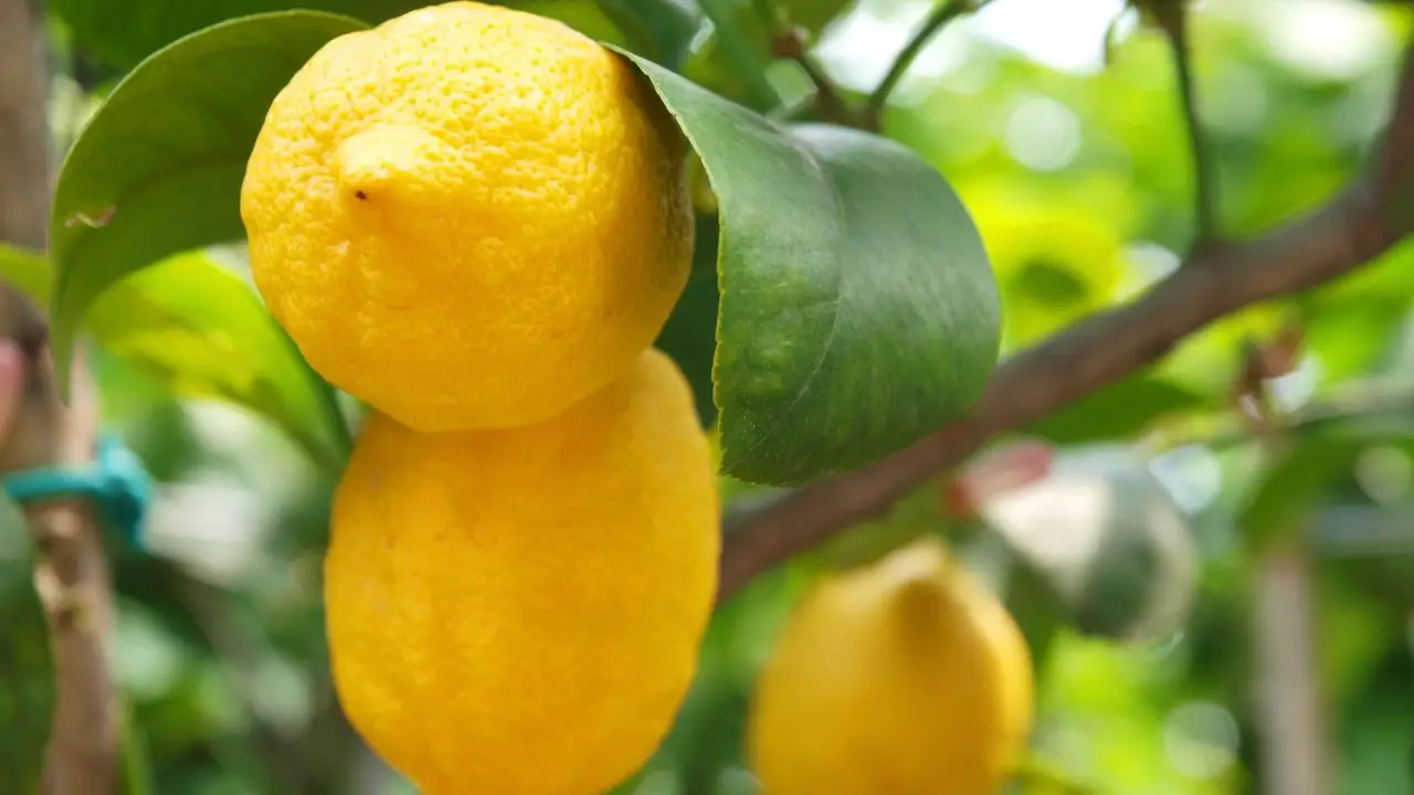 Potatura limone: tecniche per stimolare la fioritura Potatura limone: tecniche per stimolare la fioritura