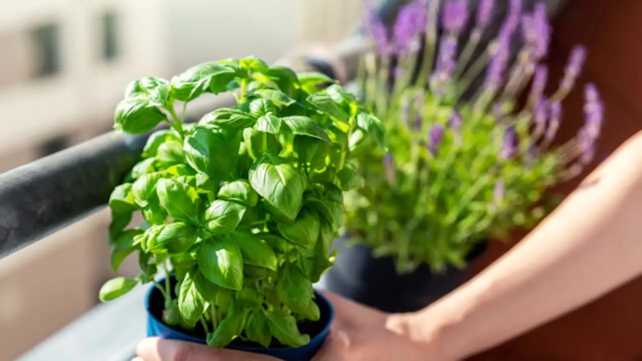 Scopri quali piante aromatiche coltivare sul davanzale secondo l’agronoma Scopri quali piante aromatiche coltivare sul davanzale secondo l’agronoma